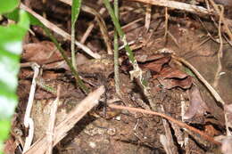 Image of Leptochilus henryi (Bak.) X. C. Zhang