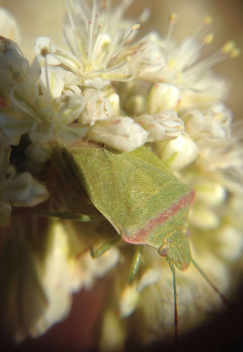 Image of Red-shouldered Stink Bug