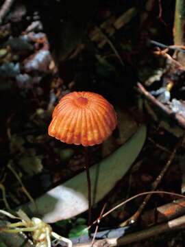 Image of Marasmius armeniacus Gilliam 1975