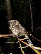 Image of Puerto Rican Nightjar