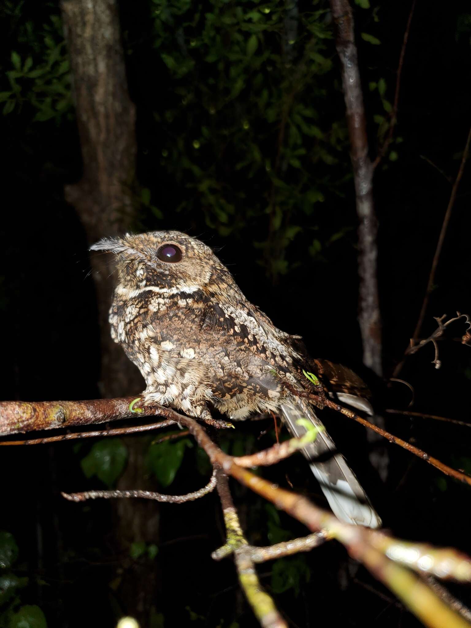 Image of Puerto Rican Nightjar