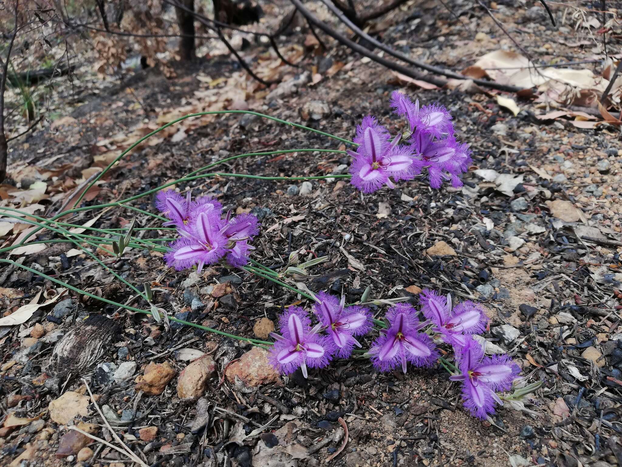 Image of Thysanotus sparteus R. Br.