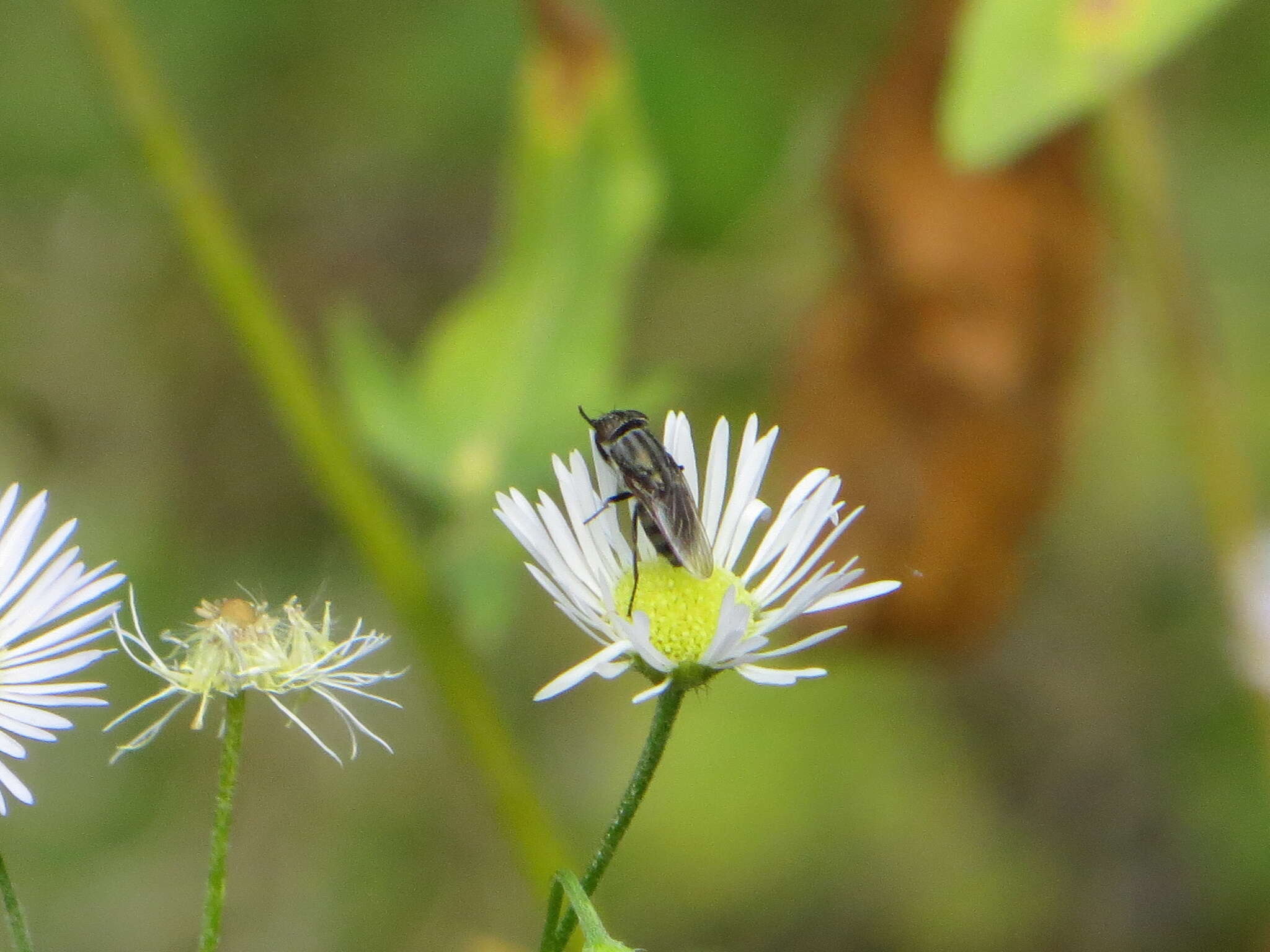 Stomorhina lunata (Fabricius 1805) resmi