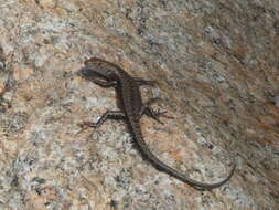 Image of Saxicoline Sunskink