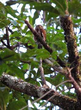 Image of Costa Rican Pygmy Owl