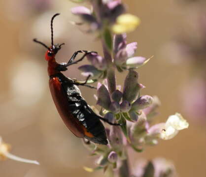 Image of Lytta (Paralytta) nitidicollis (Le Conte 1851)