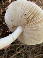 Image of Amanita murrilliana Singer 1951