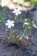 Image de Drosera stolonifera Endl.