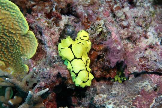 Image of Giant yellow nudibranch