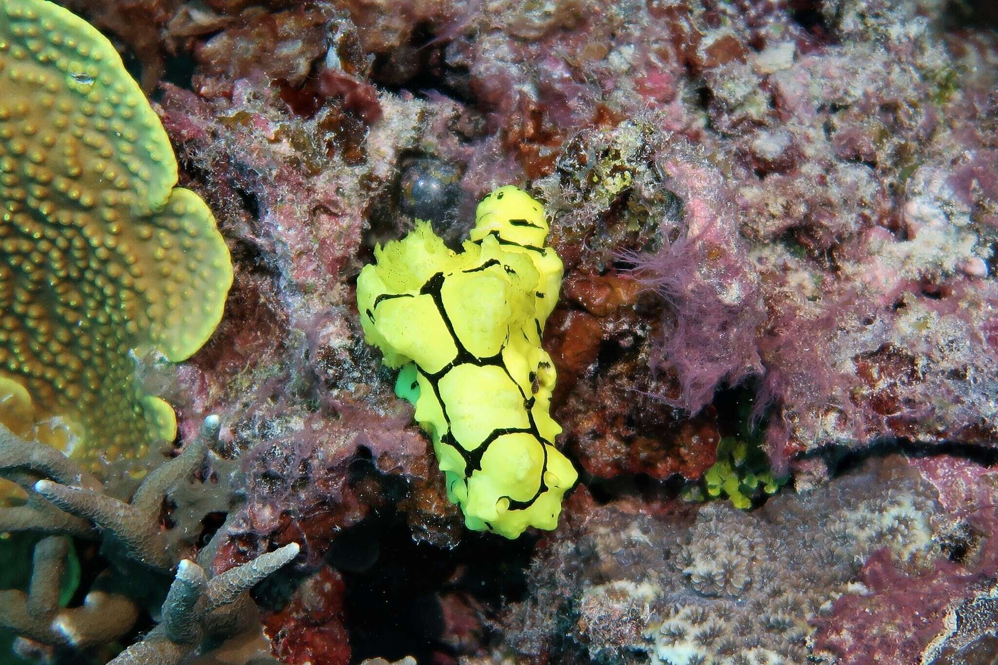 Image of Giant yellow nudibranch