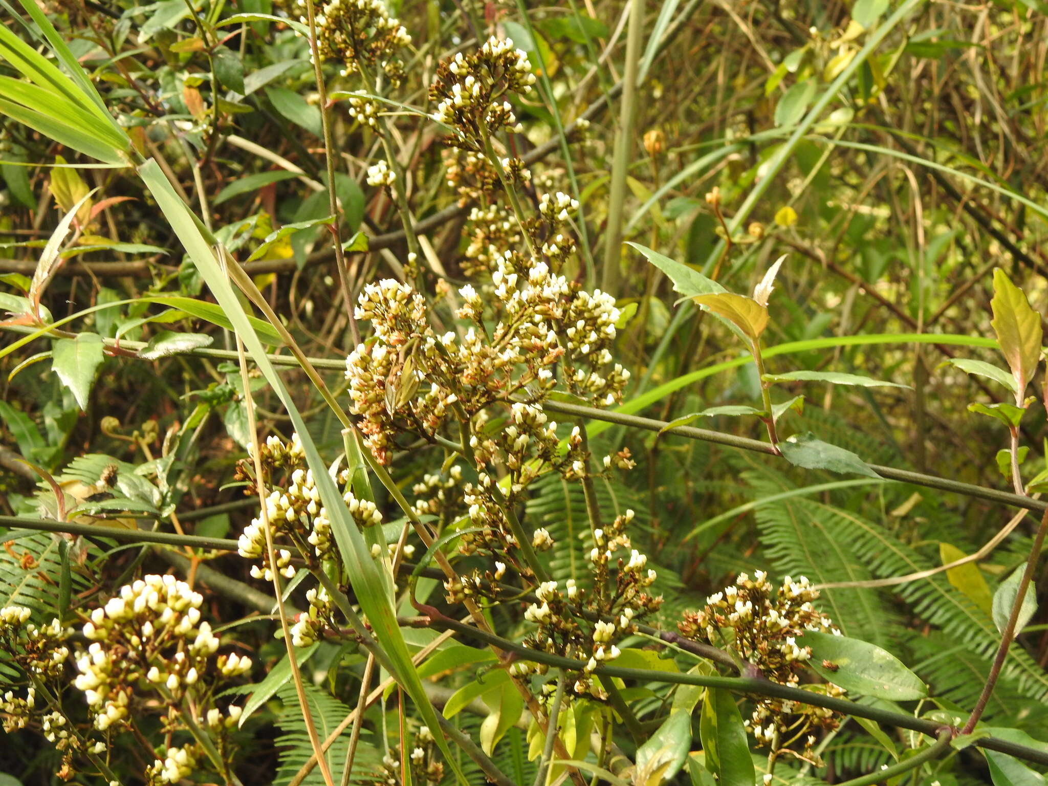 Image de Dalbergia benthamii Prain