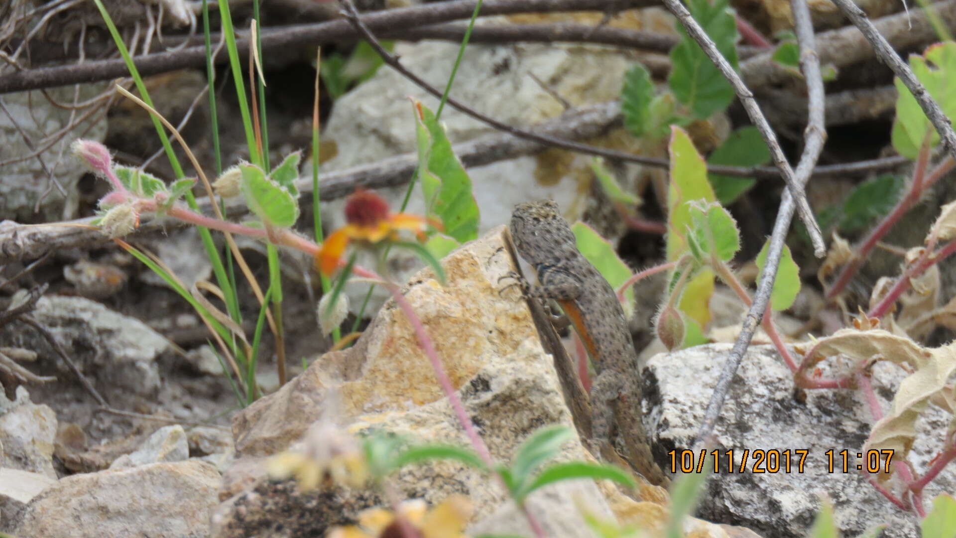 Sceloporus gadoviae Boulenger 1905 resmi