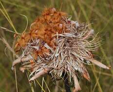 Image of Protea baumii subsp. baumii