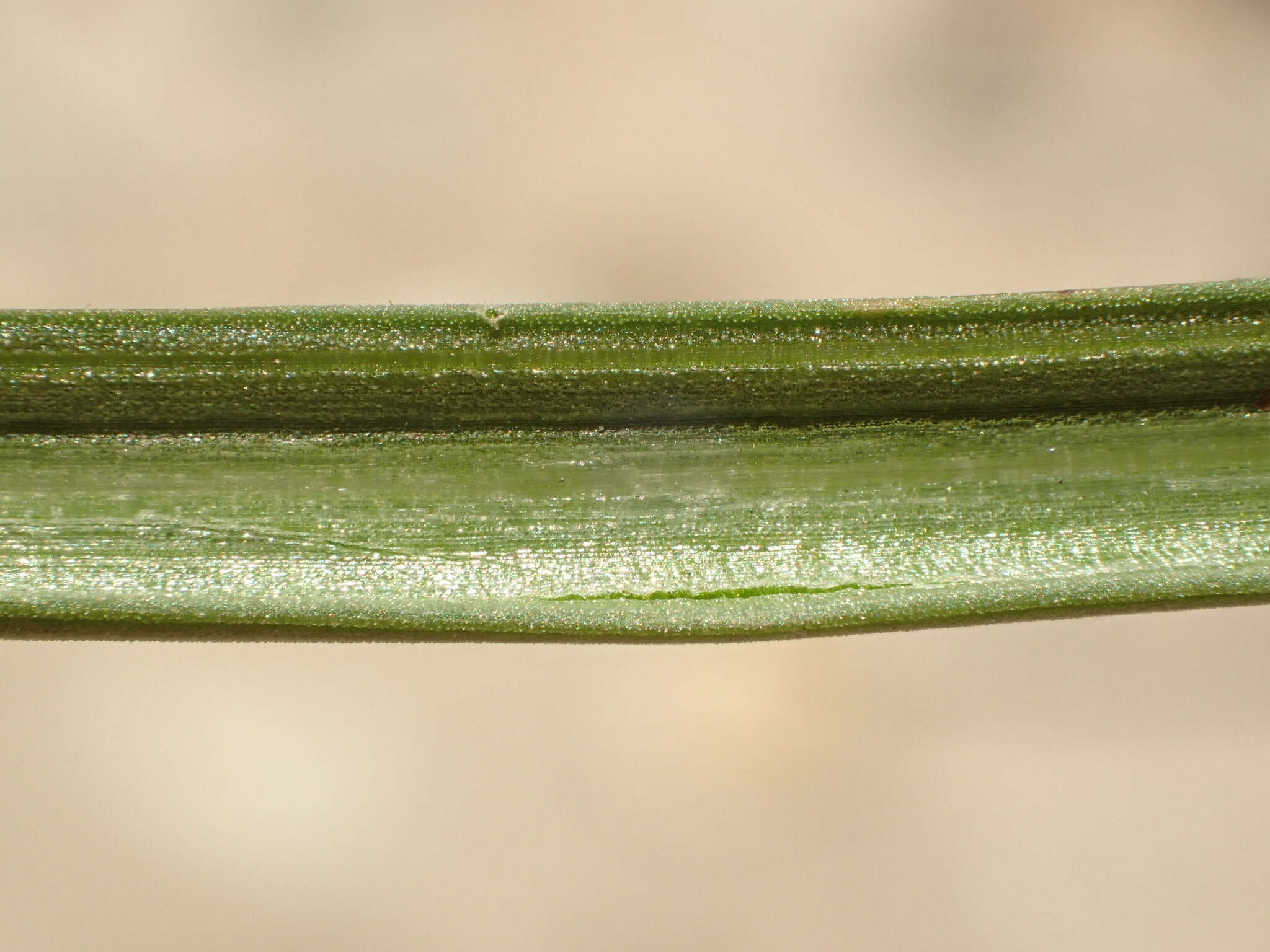 Image of longleaf rush