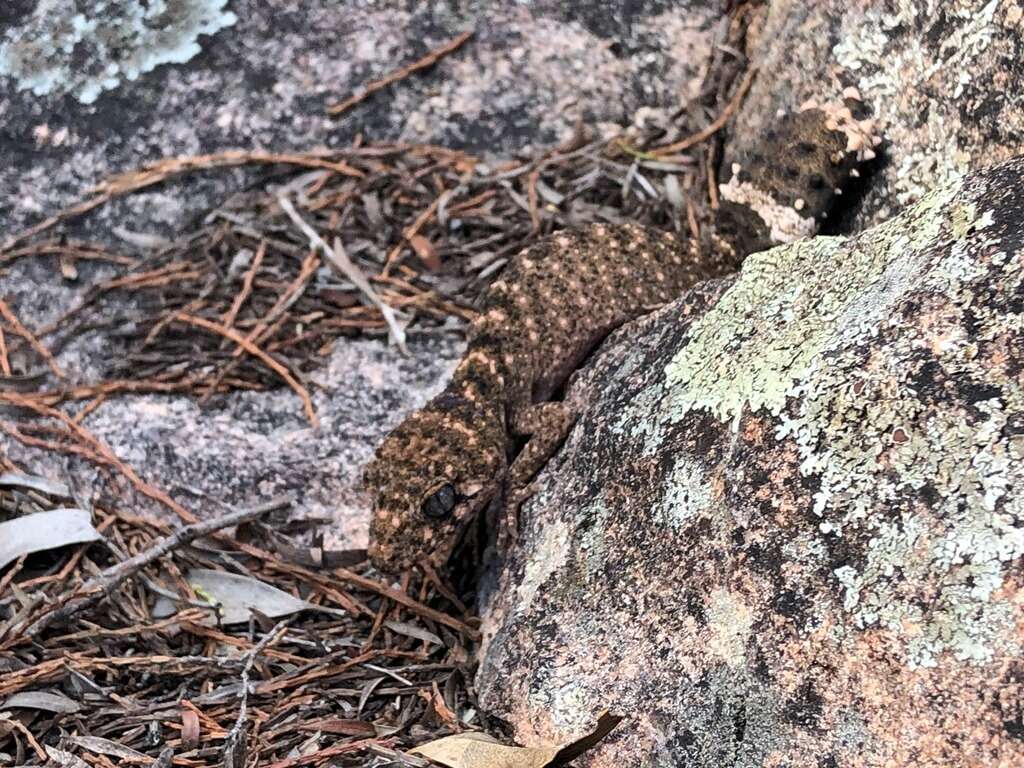 Image of Border Thick-tailed Gecko