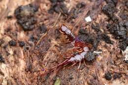 Image of Lithobius pilicornis Newport 1844