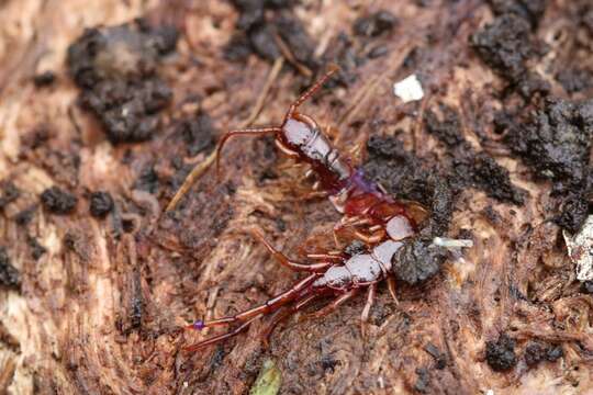 Image of Lithobius pilicornis Newport 1844