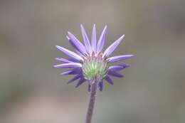 Plancia ëd Afroaster hispida (Thunb.) J. C. Manning & Goldblatt