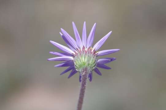 Image of Afroaster hispida (Thunb.) J. C. Manning & Goldblatt