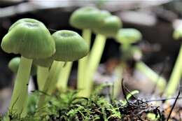 Imagem de Entoloma necopinatum E. Horak 1978