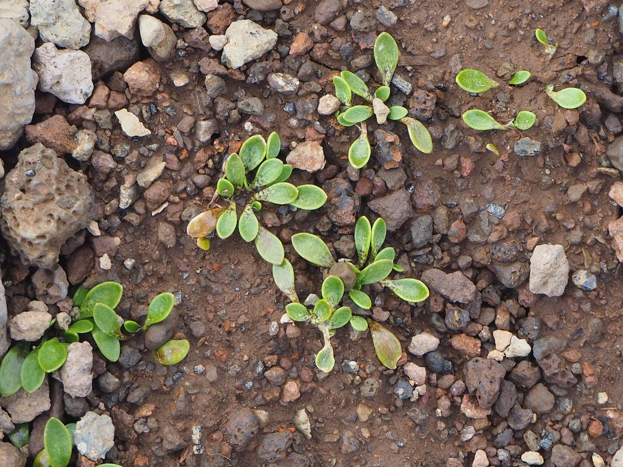 Image of Montia sessiliflora (G. Simpson) Heenan