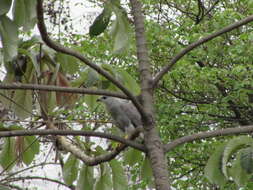 Image of Grey-lined Hawk