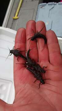 Image of American Salmonfly