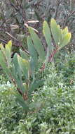 Imagem de Acacia longifolia subsp. sophorae (Labill.) Court