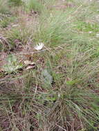 Gerbera viridifolia (DC.) Sch. Bip. resmi