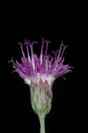 صورة Vernonanthura nudiflora (Less.) H. Rob.