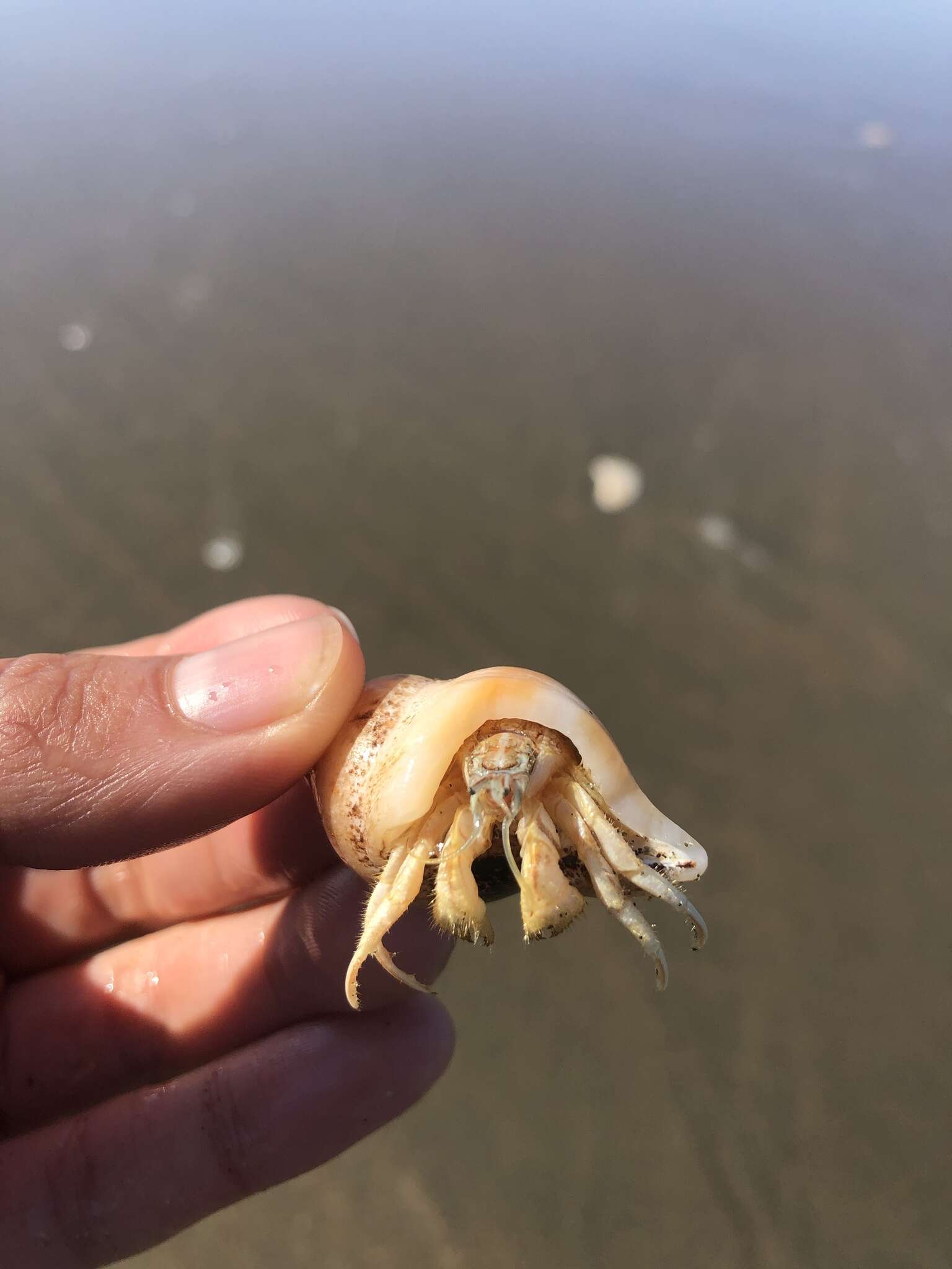 Image of moon snail hermit