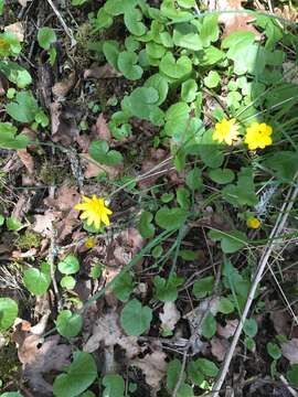 Image of Lesser celandine