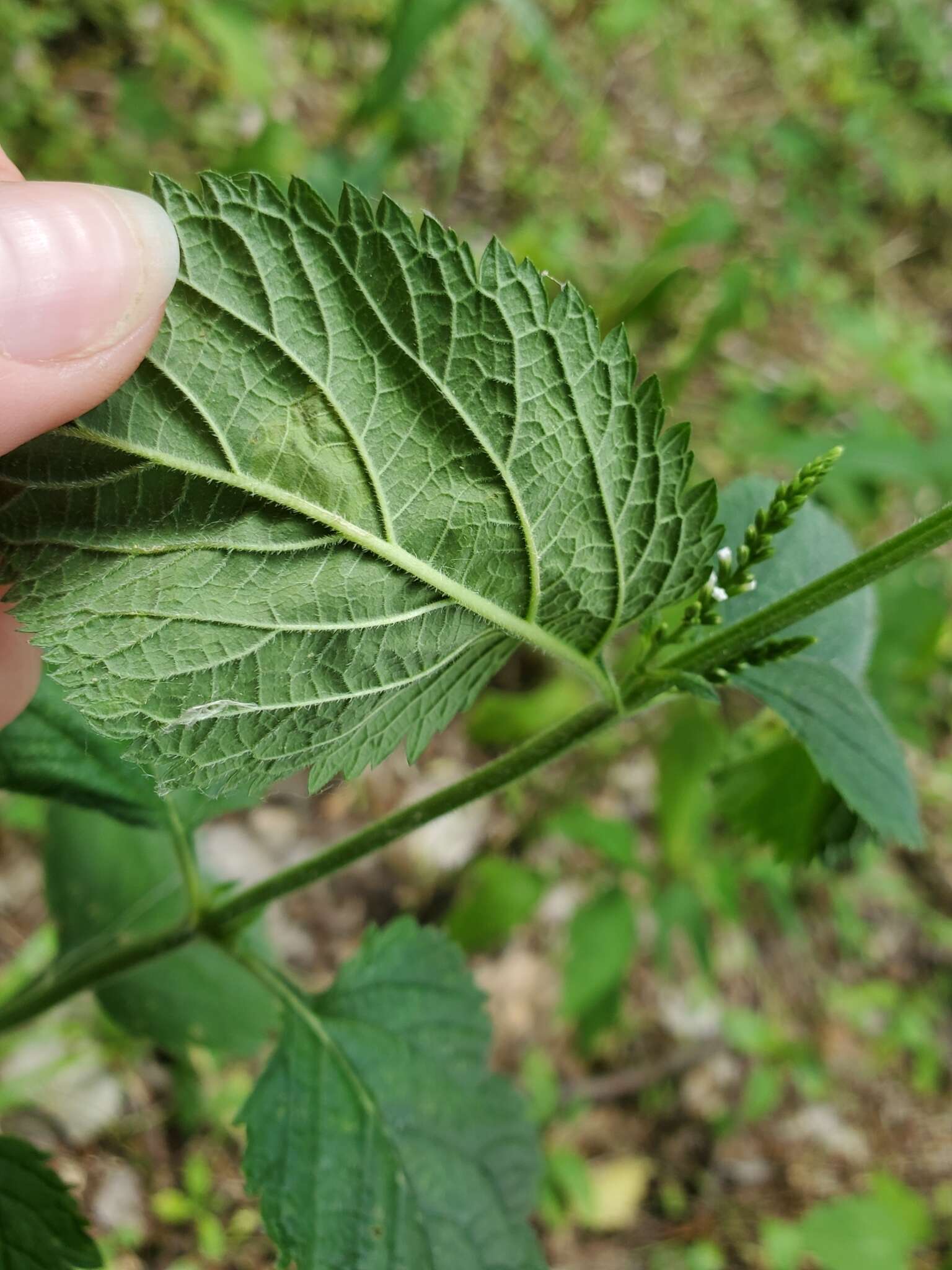 Image of Calycomyza verbenae Hering 1951