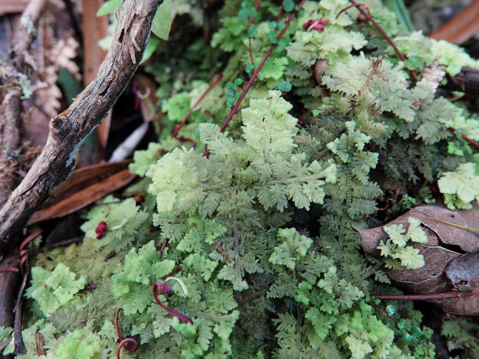 Image of Trichocolea mollissima (Hook. fil. & Taylor) Gottsche