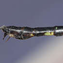Image of Gynacantha khasiaca McLachlan 1896