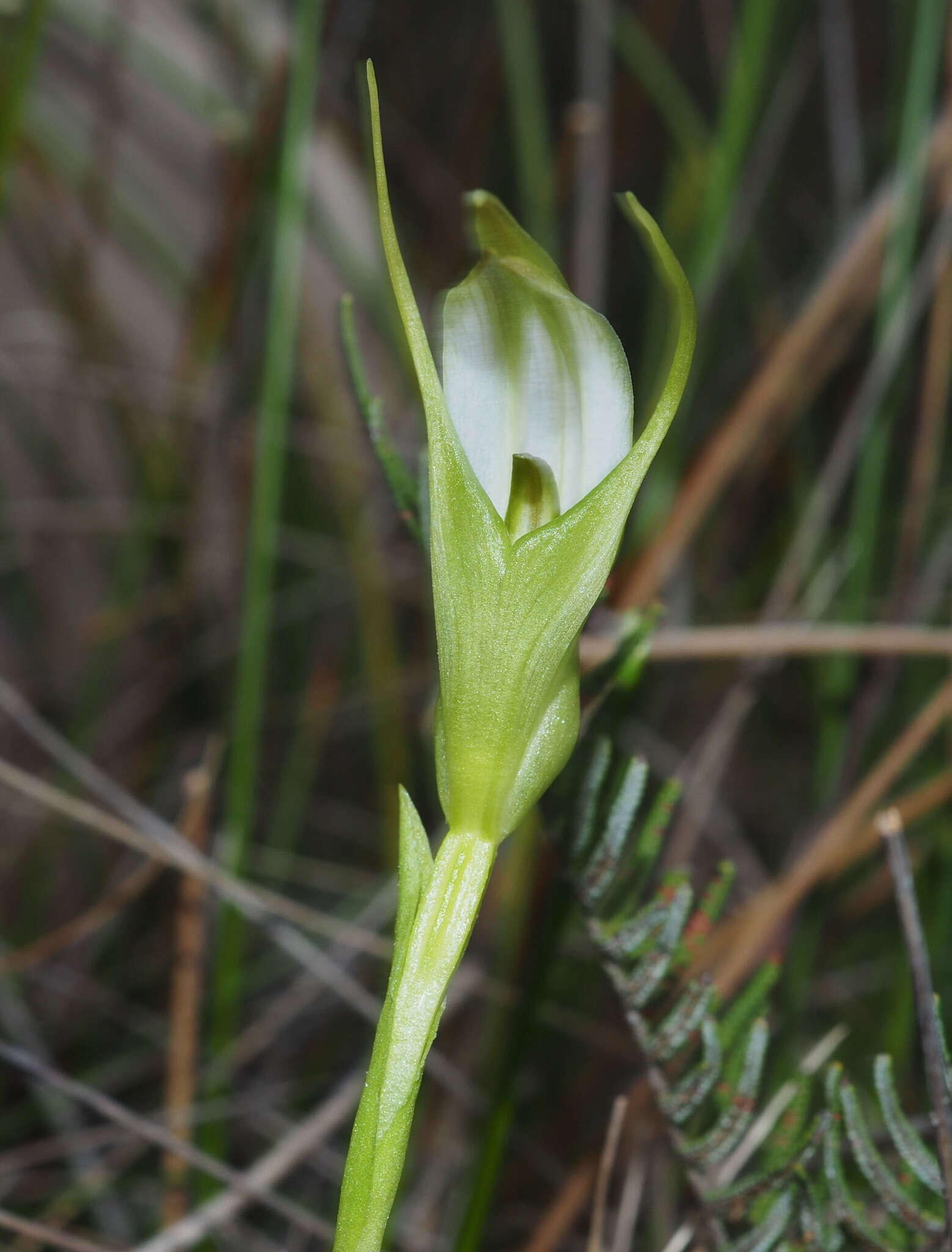 Image of Pterostylis micromega Hook. fil.