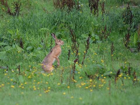 Image of brown hare, european hare