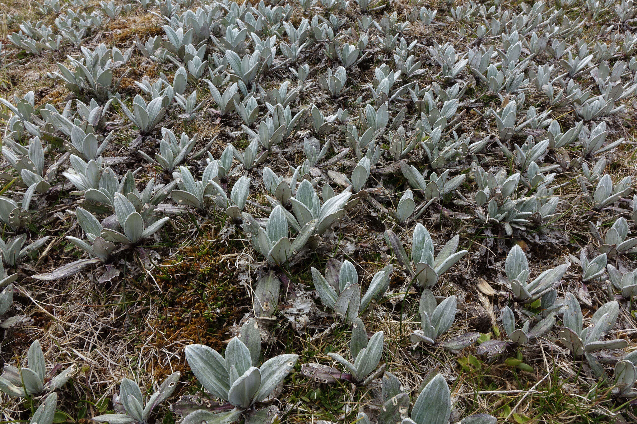 Plancia ëd Celmisia haastii var. tomentosa Simpson & Thomson