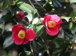 Image of camellia