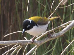 Image of Gilbert's Honeyeater