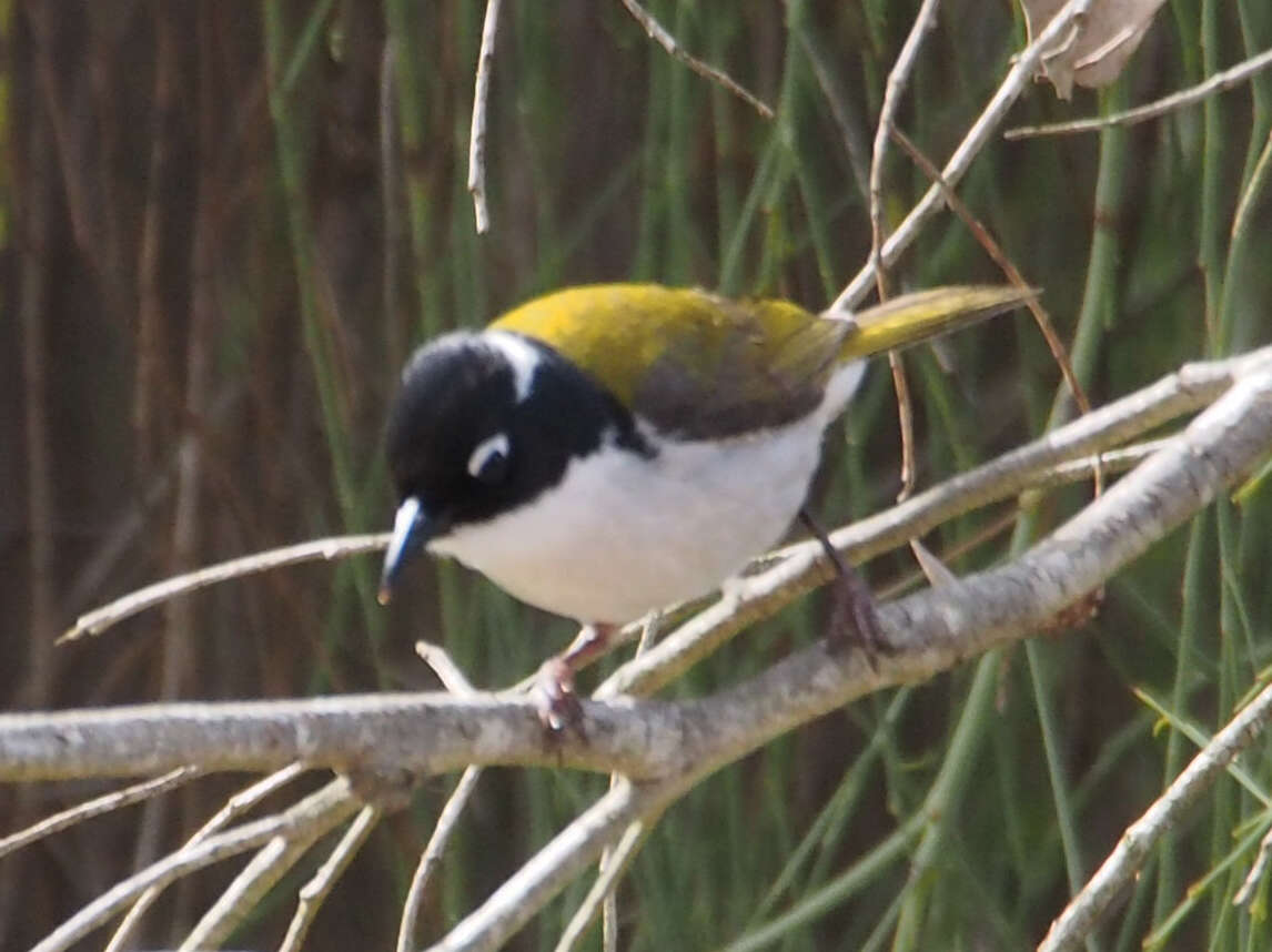 Image of Gilbert's Honeyeater