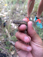 Image of Southern Prairie Lizard