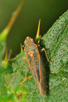 Image of Graphocephala aurolineata (Fowler 1900)