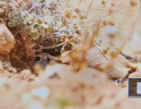 Image of Anatolian ground squirrel