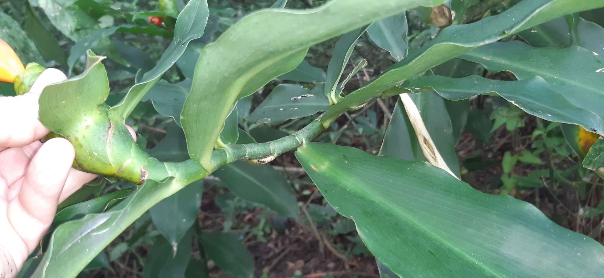 Image of Costus pictus D. Don