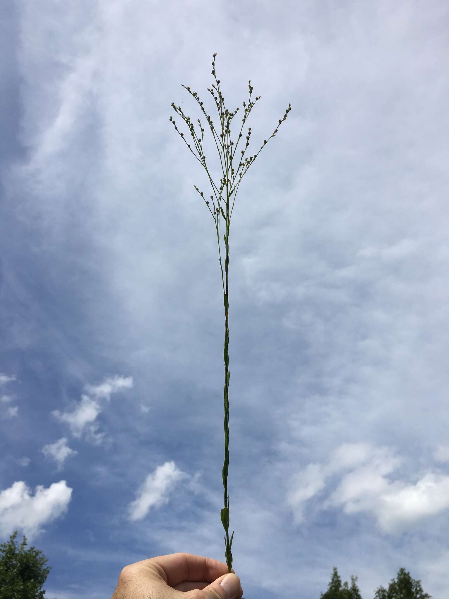 Image of stiff yellow flax