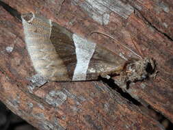 Слика од Dysgonia constricta Butler 1874