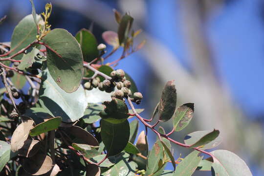 Imagem de Eucalyptus baxteri (Benth.) Maiden & Blakely