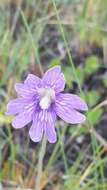 Image de Pinguicula caerulea Walt.