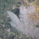 Image of long-spined tree coral